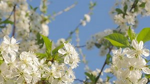 「Prunus Cerasus Blossom Branch Front Blue」の動画素材（ロイヤリティフリー）11189525 | Shutterstock