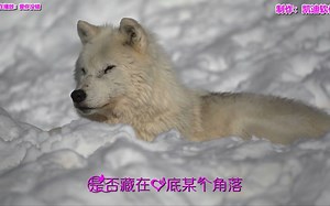 《爱你没错》欣赏，手机能播放rmvb视频的软件