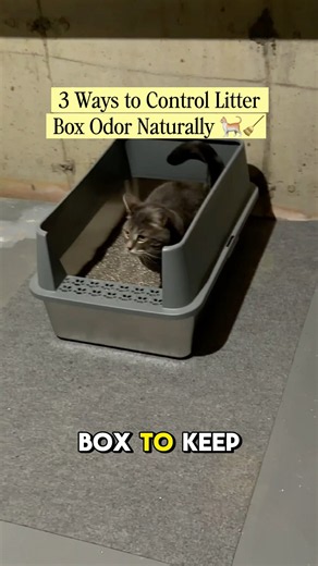 3 ways to control liter box odor naturally 😼✅ #catvideos