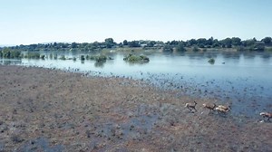 23K views · 773 reactions | STUNNING: WSU Tri-Cities shared some epic drone footage of deer running through high water along the Columbia River across from campus. | Apple Valley News Now | Facebook