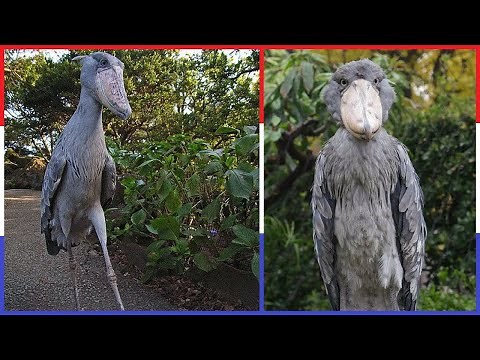 10 Engste Dieren Die Echt Bestaan