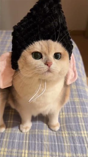 Little Kitty your head is pointed#Cat Hat Challenge#Cat design