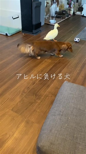 犬とコールダックの面白い日常