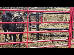 The Best Budget Round Bale Feeder