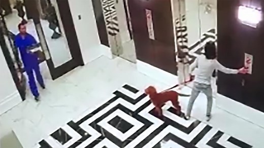 Doctor saves dog whose leash got stuck in elevator