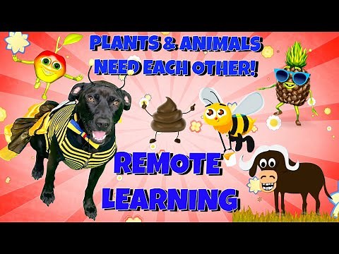 Plants and Animals Need Each Other! Remote Learning With Diggy Dog Pollination and More!