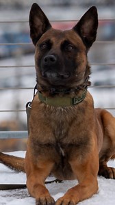 17K views · 214 reactions | Our K9’s are firm believers in the saying “practice makes pawfect” 領 #usmarshalk9 #k9 #usmarshals | United States Marshals Service | Facebook