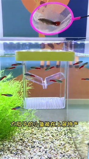 Luckily I bought this hatching box, so I can hatch fish at home myself #guppy #aquascape #fish