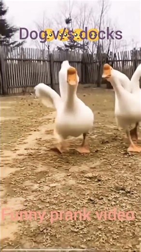 foney pranks video # dog/vs ducks #comedy #shorts #nagendrakatuwal .