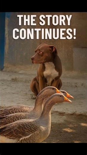 "Marshal vs. Marching Geese - Hilarious Animal Reaction!"