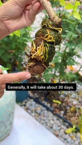 4.7K views · 45 reactions | Using my new method to propagate bougainvillea, the survival rate is very high | Nazim's Bonsai | Facebook