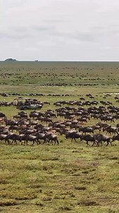 Wildebeest stretch to the horizon, moving as they have for centuries—driven by instinct, survival, and the call of the wild. A front-row seat to one of nature’s last great migrations. A lone vehicle, a sea of wildebeest, and the endless rhythms of the wild. Sightings by @nomadtanzania. Follow more sightings here https://wildebeestsightings.com/herdtracker/ Are you looking for a 2025 wildebeest migration safari? We will be glad to plan for you an amazing private front-row wildebeest crossing and 
