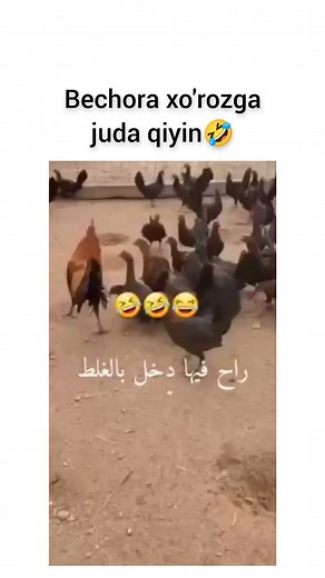 Prikol TV on Instagram: "Kimga o'zi ko'proq qiyin😂"