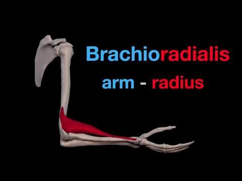 Arm Muscles: 19 Brachioradialis
