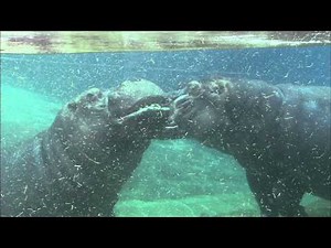 Hippos Reunited After Two Years Apart