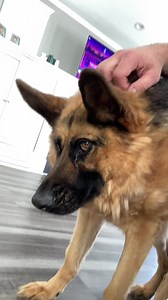 “Squirrels have started running across our front porch! And no matter how reassuring my Human might be, I just don’t trust those tree bandits one bit!! Of course I will never bark at or chase Squirrels, I just give them VERY dirty looks!! (As you can see in the video!) #quasithegreat #squirrelpatrol2023 #treebandits #gsd #springtime | Quasi The Great