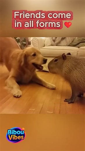 This Dog Befriended a Capybara… Nature Is Wild 🐶🐹