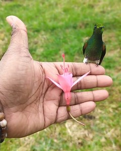 How to catch a hummingbird 101!😍😍 @supreet_sahoo_ | Sarmad Jawad