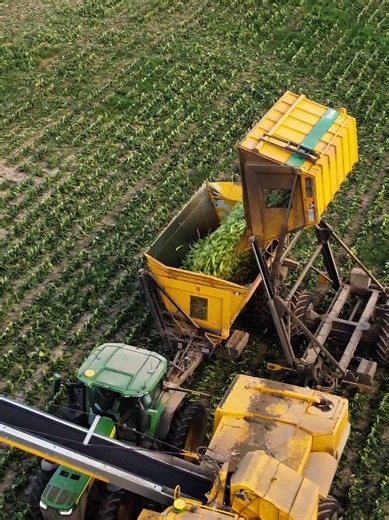 Sweet Corn Harvest in Wisconsin: A Farming Journey