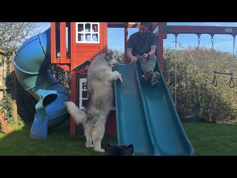 We Had To Rescue A Dog! (He's So Cute!!)
