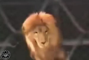 What did you think was going to happen? 🦁 | Conspiracy Fact Podcast