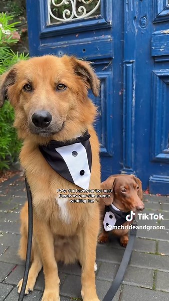 This beautiful couple had their two furry best friends beside them on their wedding day 🐾🫶🏻🥹 #dogweddingchaperoneservice #sausagedog #dachshund #weddingidea #weddingnorthernireland