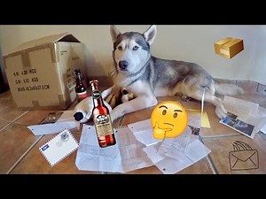 SOMEONE SENT US DOG BEER! - First Fan Mail Ever! - (Q&A?!)