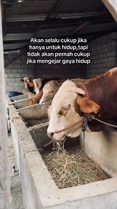 56K views · 1.1K reactions | Kuncinya Tetap selalu bersyukur #Sapi #Farm #Peternakan #FYP | Blantik milenial | Facebook