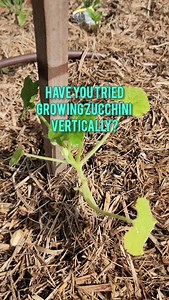 Here's 4 reasons why growing zucchini vertically is a game changer: 1️⃣ Space Saver Perfect for small gardens, those with limited space on a balcony or if you want to grow more in a smaller space. No more sprawling vines! 2️⃣ Easy Harvesting Growing zucchini vertically makes access easy and keeps them off the ground. 3️⃣ Air Circulation Vertical gardening promotes air circulation, reducing the risk of fungal diseases. 4️⃣ Aesthetic Appeal It's not just practical, but looks 👌 Hit that follow but