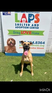 Meet Chloe! 🩷🐾 This sweet 3 year old Boxer/Lab mix has been patiently waiting for her forever home for over a year and a half. She’s full of love and ready to be your new best friend! Come visit her at LAPS 2500 Gonzalez St. #AdoptChloe #LongStayLove #AdoptDontShop | Laredo Animal Protective Society (LAPS)