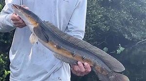 'Mean' and 'aggressive' invasive bullseye snakehead fish having impact on native South Florida wildlife