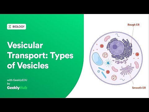 #GeeklyHub Vesicular Transport | Types of Vesicles [Cell Biology]