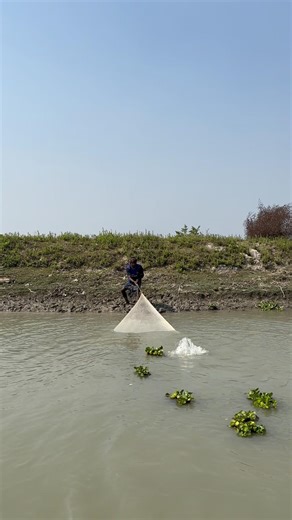 I caught a huge fish with my net#amazing #fishing #villagelife #castnet #sundarbans