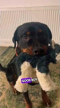 Easy Tutorial! Teach ANY dog to put toys away!! Life hack!!! #dogtraining #puppytraining