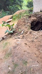 Emo again, drink milk! #Puppy #Countrysidedog #Dog #Cutedog | Bon Nie