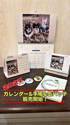 2027年のカレンダー&スケジュール帳&缶バッジが販売スタートしました！！ 購入方法はプロフィール画面のURLから♡ どのページも可愛くてめくるたびに幸せになれるような仕上がりにしました！ 是非お手元に〜♪ #ここまる三兄弟 #チワワ #チワワカレンダー #犬カレンダー #2027年カレンダー