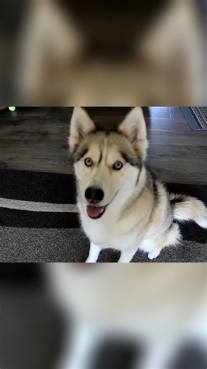 15K views · 349 reactions | Happy Cinco de Mayo!  We're taking a...