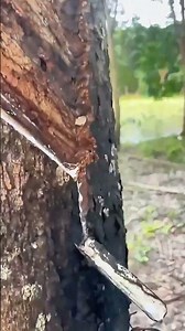 Witnessing the Tears of Trees: How Sap Flows Out