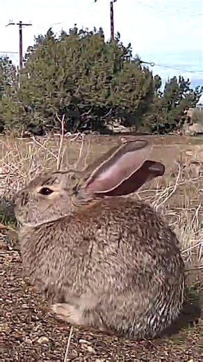 Discover the Life of Desert Cottontail Rabbits