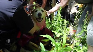 Dog rescued from Scarborough Bluffs