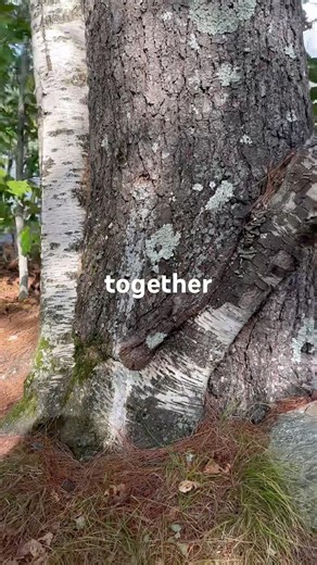 Makes you wonder how many years it took for these two trees to grow this way #tree #birchtree #pine