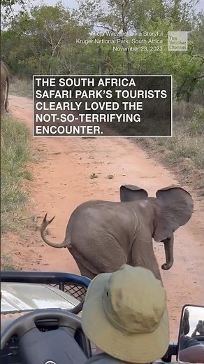 Baby elephant tries to “charge” safari group