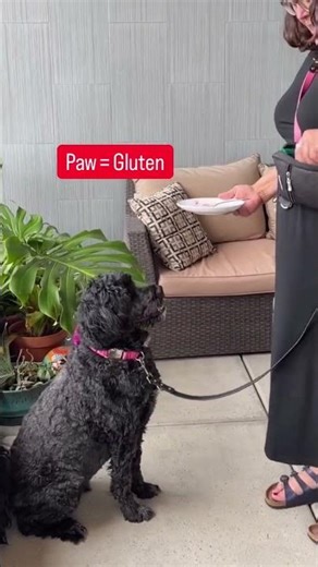 Can my gluten sniffing dog detect trace amounts of gluten? I put her to the test with a plate that
