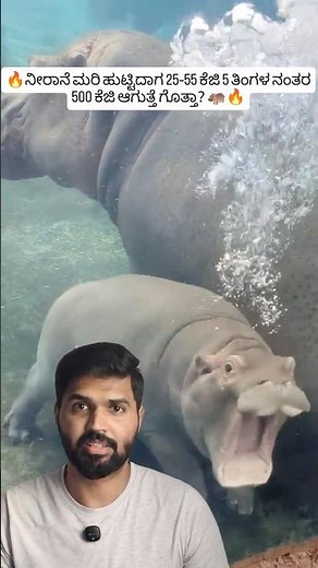Baby Hippo Growth 🦛🔥 | From 25 KG to 500 KG in 5 Months #shorts #wildlife