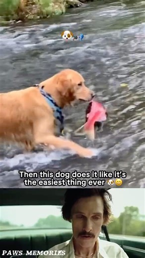 POV: The Dog Catches the Fish Like It’s Nothing 😂🐕🐠 #dog #shorts #viral #funny