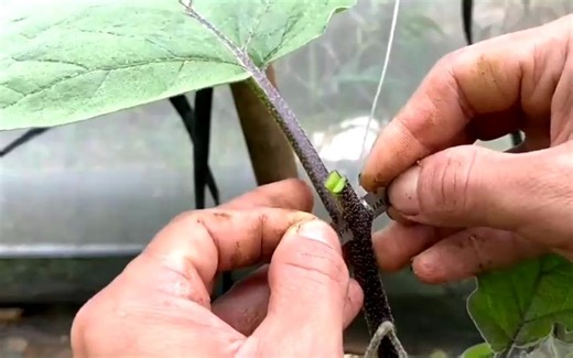 在茄子上同时嫁接番茄、辣椒，一木生三物！