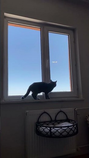 The History of the Indicative Mood