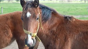 World's first gene-edited horses are shaking up the genteel sport of polo