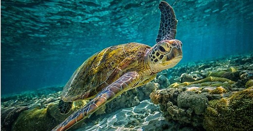 What Do Green Sea Turtles Eat?