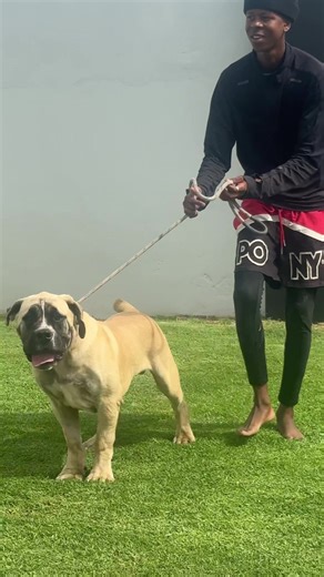 Understanding the Narco Ghost Phenomenon in Boerboels